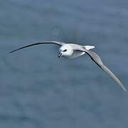 White-headed Petrel