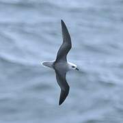 White-headed Petrel