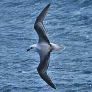 White-headed Petrel