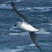 White-headed Petrel