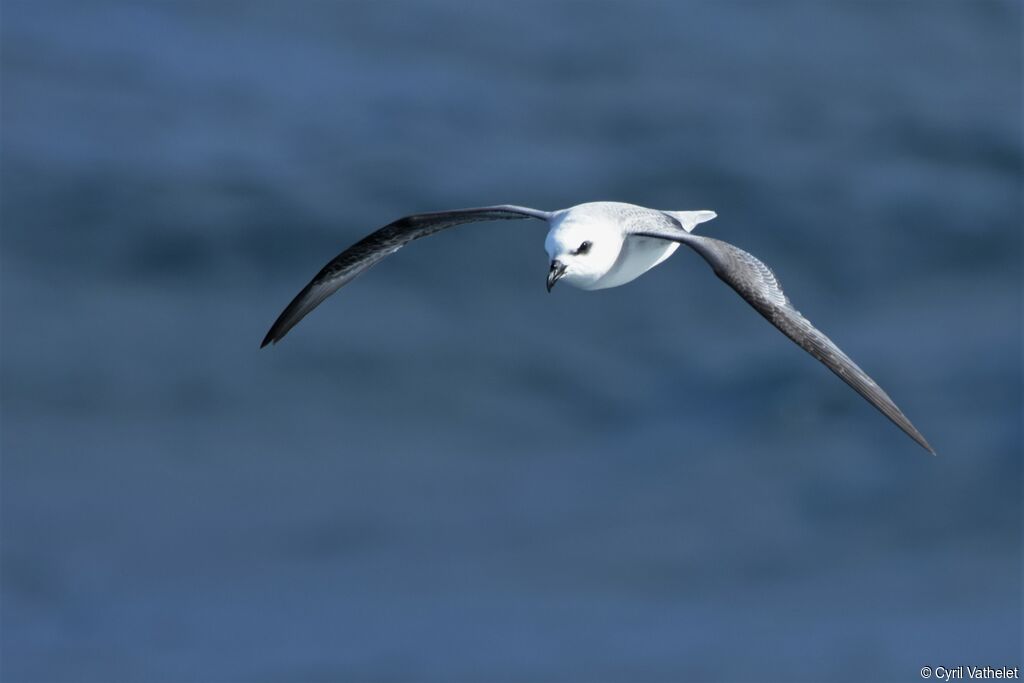 White-headed Petrel, Flight