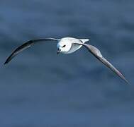 White-headed Petrel