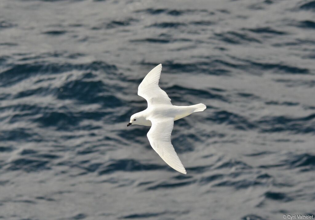 Pétrel des neiges, identification, composition, Vol