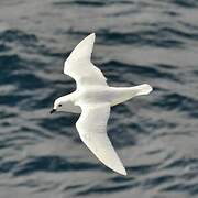 Snow Petrel