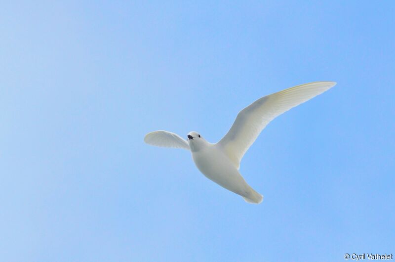 Snow Petrel, identification, aspect, Flight