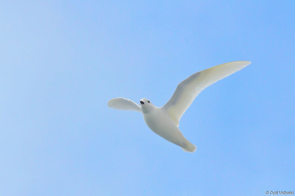 Pétrel des neiges, identification, composition, Vol