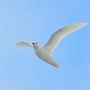 Snow Petrel