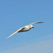 Snow Petrel