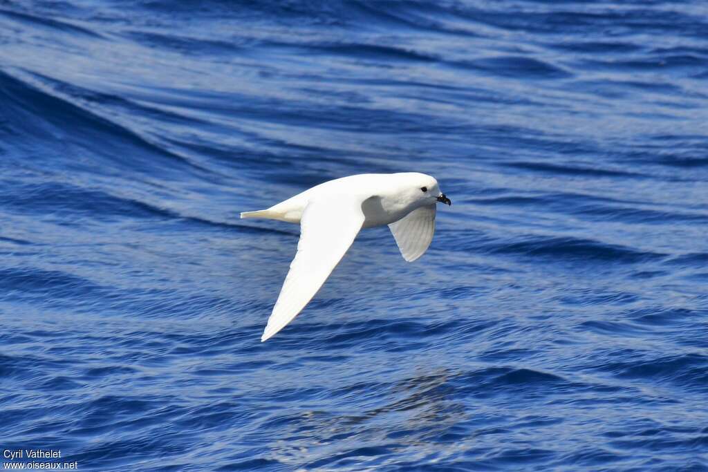 Snow Petrel, Flight