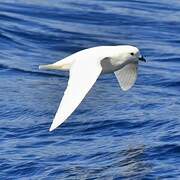 Snow Petrel