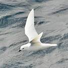 Pétrel des neiges