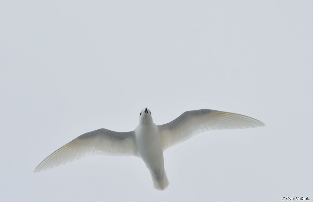 Pétrel des neiges, identification, composition, pigmentation, Vol