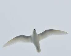 Snow Petrel