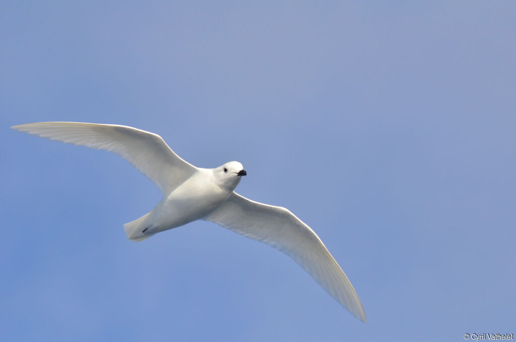 Pétrel des neiges, identification, composition, pigmentation, Vol