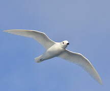 Snow Petrel