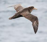 Southern Giant Petrel