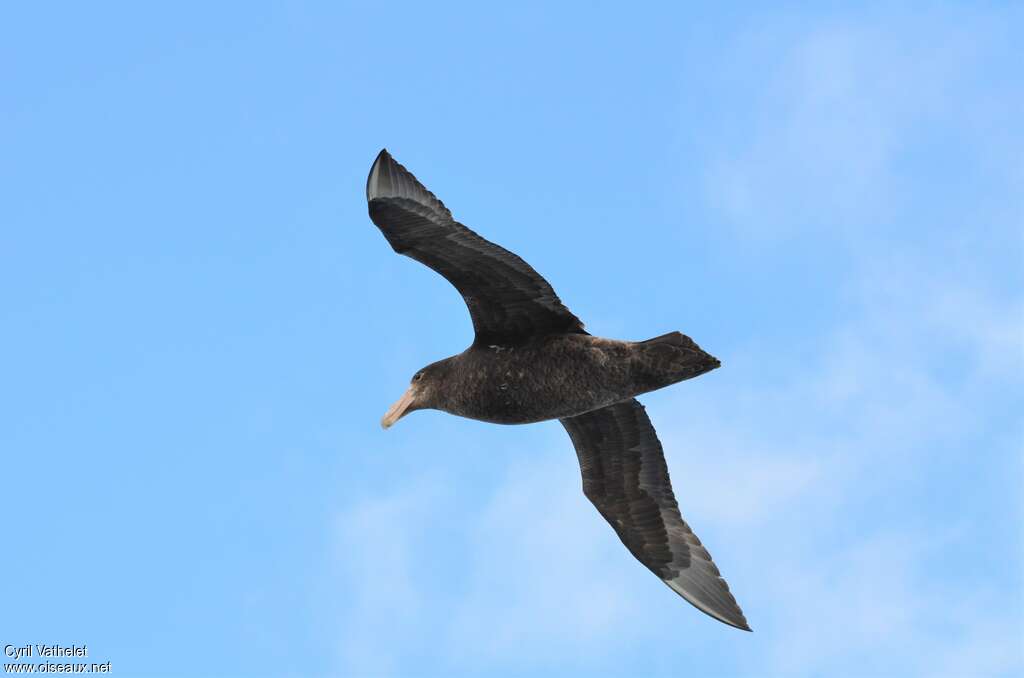 Southern Giant Petreladult, aspect, pigmentation, Flight