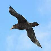 Southern Giant Petrel