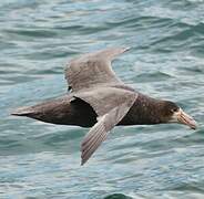 Southern Giant Petrel