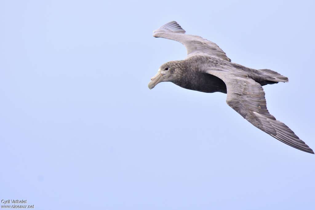 Southern Giant Petreladult, aspect, pigmentation, Flight