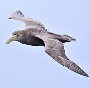 Southern Giant Petrel