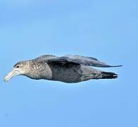 Southern Giant Petrel