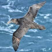 Southern Giant Petrel