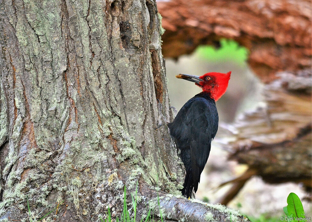 Magellanic Woodpecker male adult breeding, identification, aspect, pigmentation, feeding habits, fishing/hunting, eats