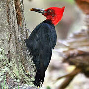 Magellanic Woodpecker