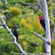 Magellanic Woodpecker