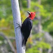 Magellanic Woodpecker