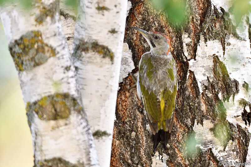 Iberian Green Woodpecker female, identification, moulting, aspect, pigmentation