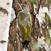 Iberian Green Woodpecker