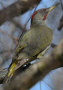Iberian Green Woodpecker