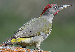 Iberian Green Woodpecker