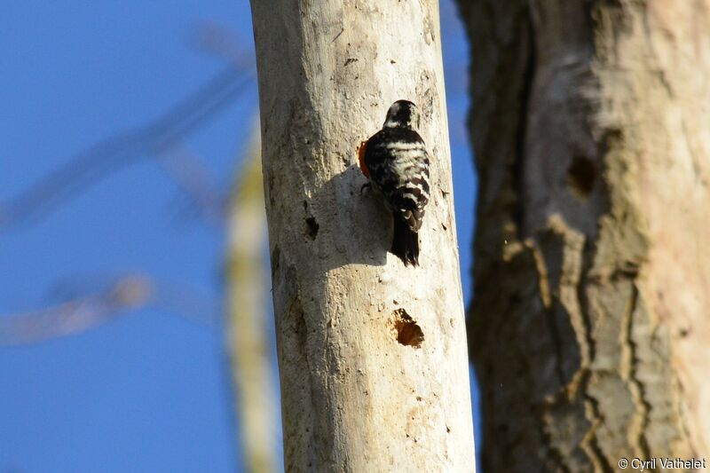 Lesser Spotted Woodpecker female, identification, habitat, aspect, fishing/hunting