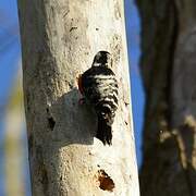 Lesser Spotted Woodpecker