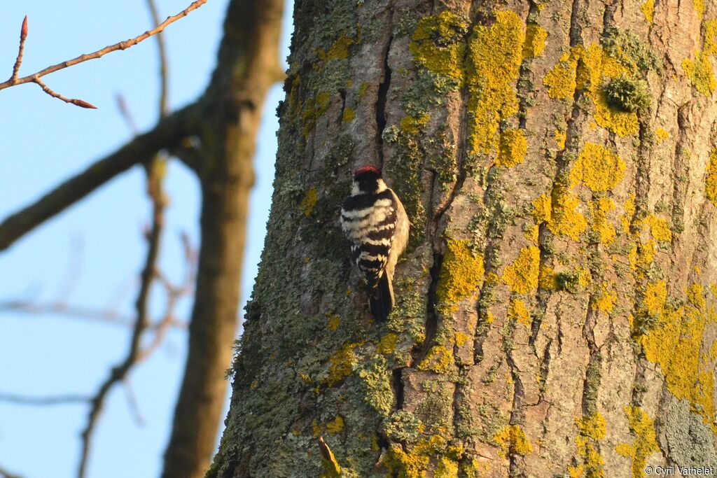 Lesser Spotted Woodpecker male adult, identification, habitat, aspect, fishing/hunting