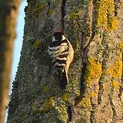 Lesser Spotted Woodpecker