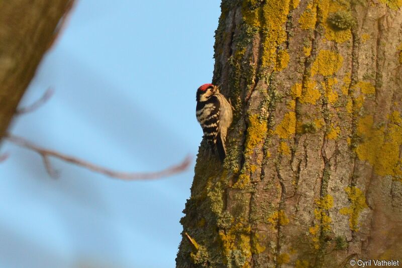 Lesser Spotted Woodpecker male adult, identification, habitat, aspect, pigmentation, fishing/hunting