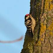 Lesser Spotted Woodpecker