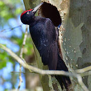 Black Woodpecker