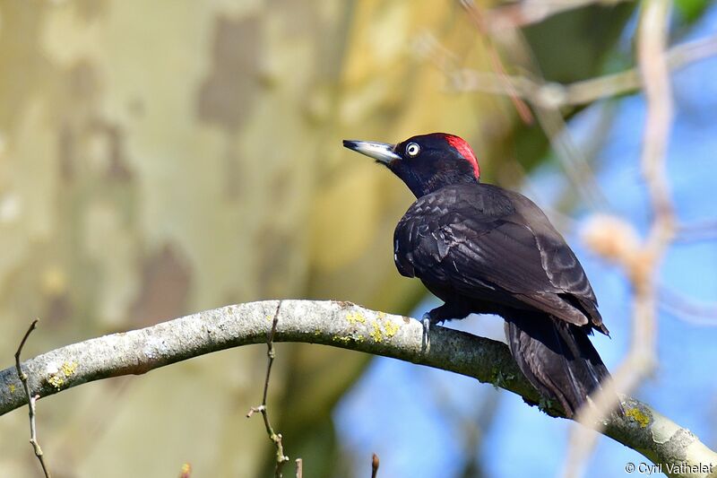 Black Woodpecker female adult, identification, aspect