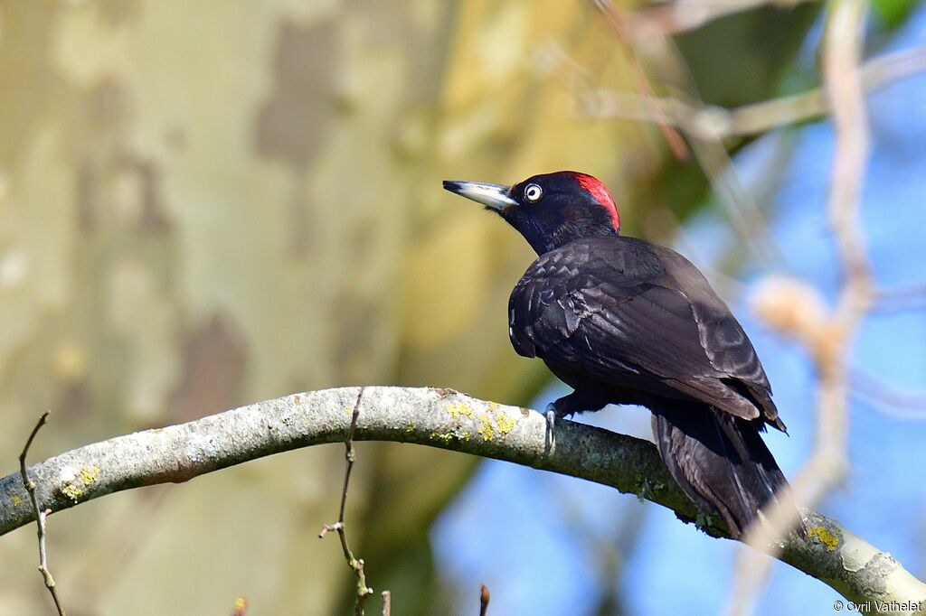 Black Woodpecker female adult, identification, aspect