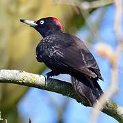 Black Woodpecker