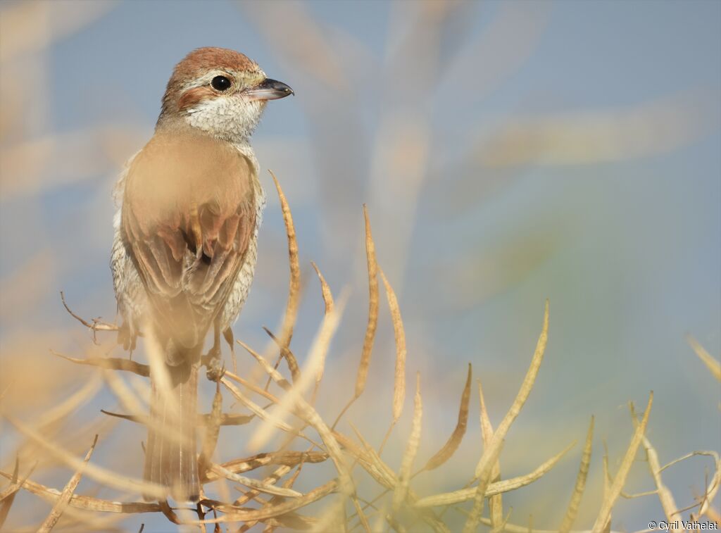 Red-backed Shrike female, identification