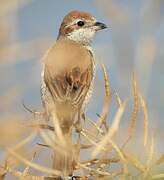 Red-backed Shrike