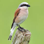 Red-backed Shrike