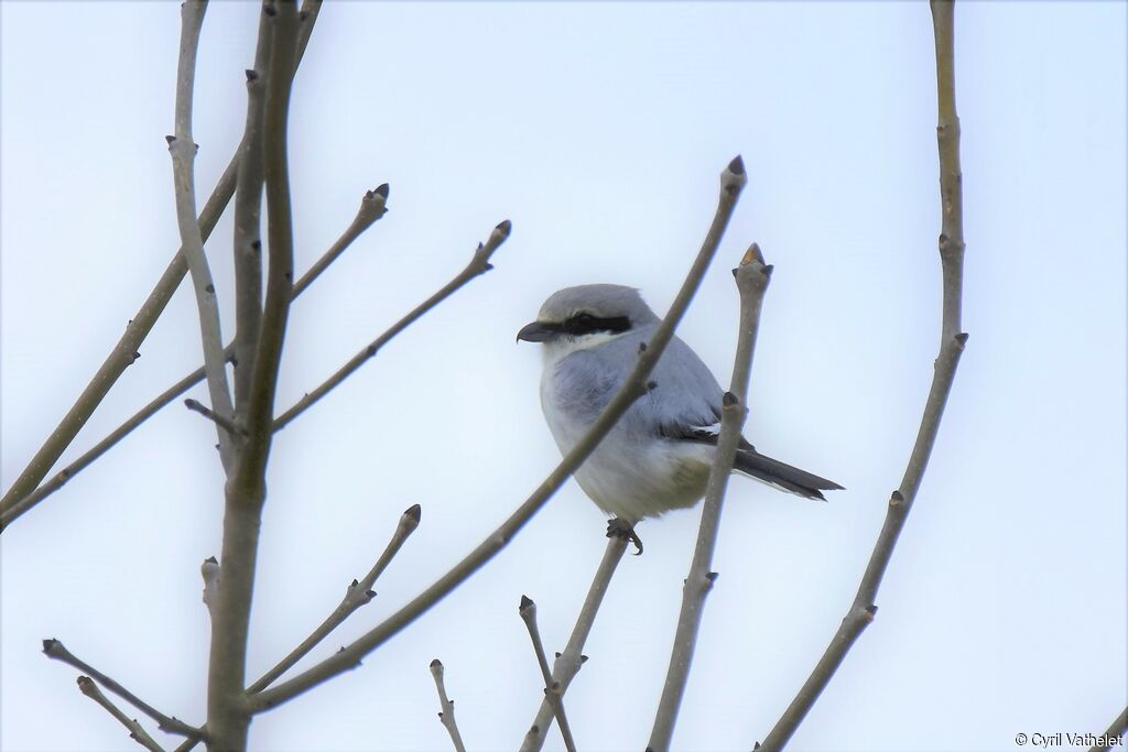 Pie-grièche grise, identification