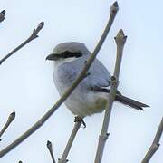 Great Grey Shrike